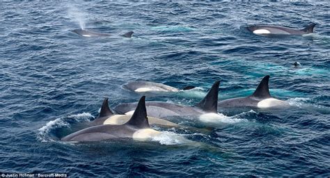 Amazing Photos Of The Moment Pod Of Killer Whales Hunts Down Penguin