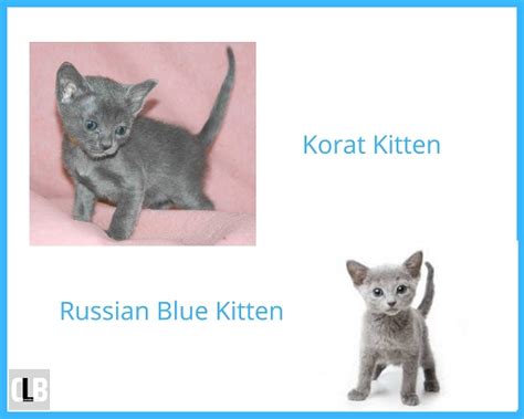 Korat Cat Vs Russian Blue — Whos Better With Pictures