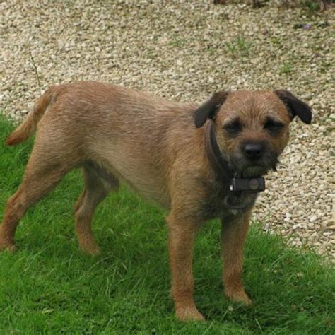 Lost Dog Grizzle And Tan Border Terrier Dog Called