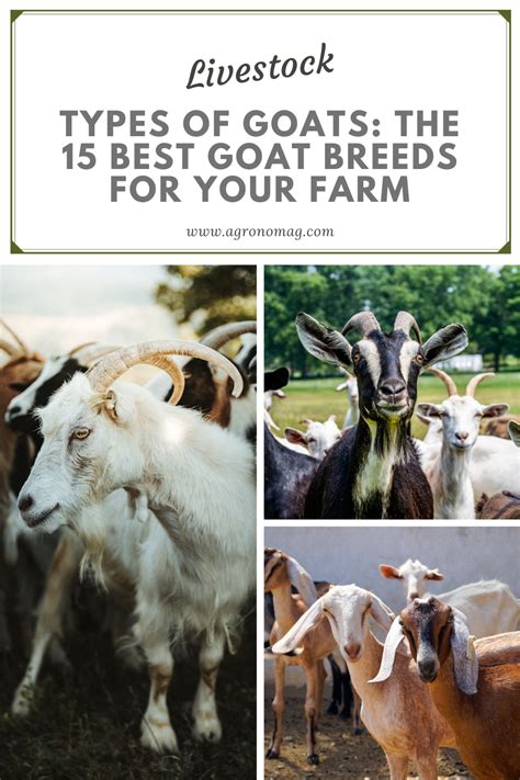 Types Of Goats Livestock Breeds Farm Best