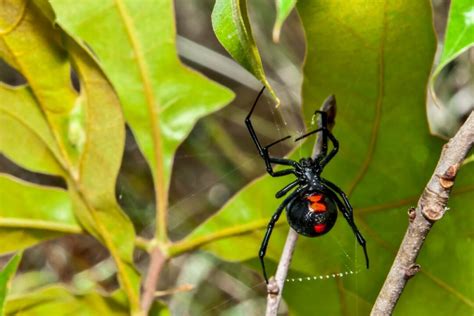 Are Black Widow Spiders Bites Deadly Health Channel