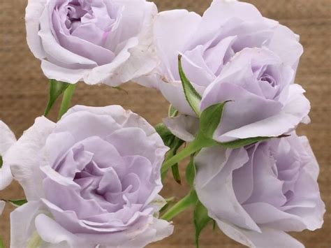 Everlasting Lavender Garden And Scented Spray Roses Aisha Flowers