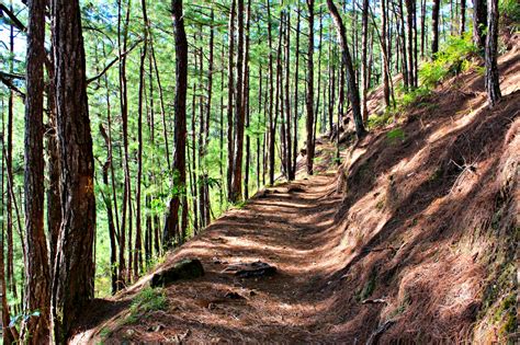 Following The Yellow Trail At Camp John Hay Baguio Nomadic Experiences