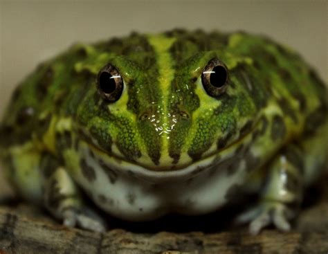 Создать мем домашние лягушки жаба лягушка жаба зеленая Картинки Meme arsenal com