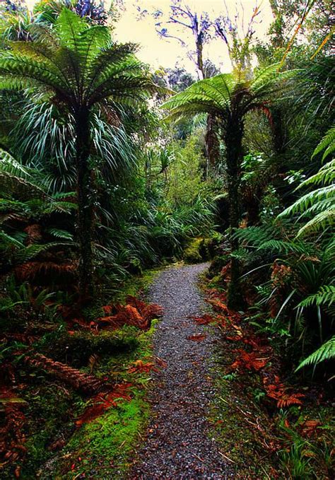 Rainforest Trail New Zealand Beautiful Forest New Zealand Rainforest