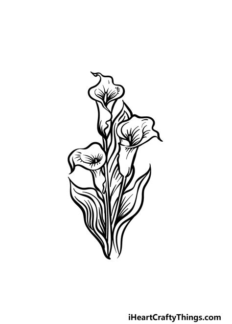 Calla Lily Drawing Outline