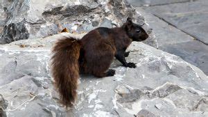 It's important to note that squirrels will only eat frogs on occasion, they prefer the meat of other do squirrels eat frogs? Do Squirrels Eat Birds The Results Will Amaze You ...