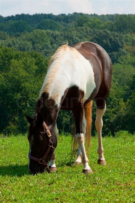 Horse Grazing In The Meadow Stock Image Colourbox