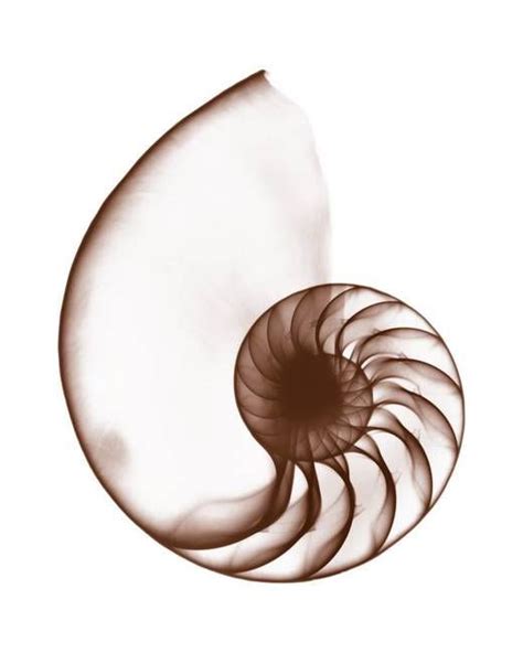 Nautilus Shell Drawing Free Download On Clipartmag