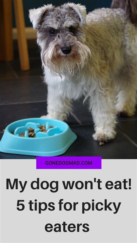 My Dog Wont Eat 5 Top Tips For Picky Eating Dogs My Dog Wont Eat