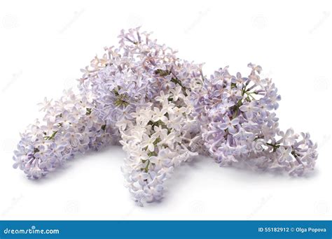 Branches Of Blooming Lilacs Stock Photo Image Of Bright Colour 55182912