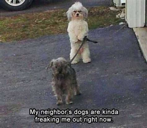 22 Hysterical Animal Memes That Wont Laugh Fail To Make You Laugh