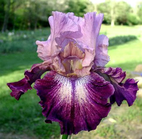 Tall Bearded Iris Iris Cupid S Arrow In The Irises Database