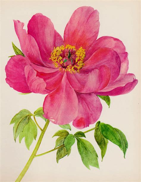 Romantic Antique Peony Print Pink Flower Art Botanical Print Etsy