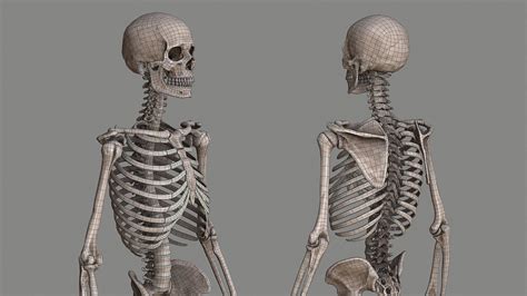 Human Skeleton Caucasian Male Model 3d For Free