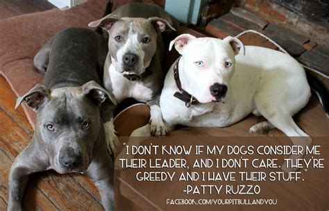 Pitbull Dog Quotes Quotesgram