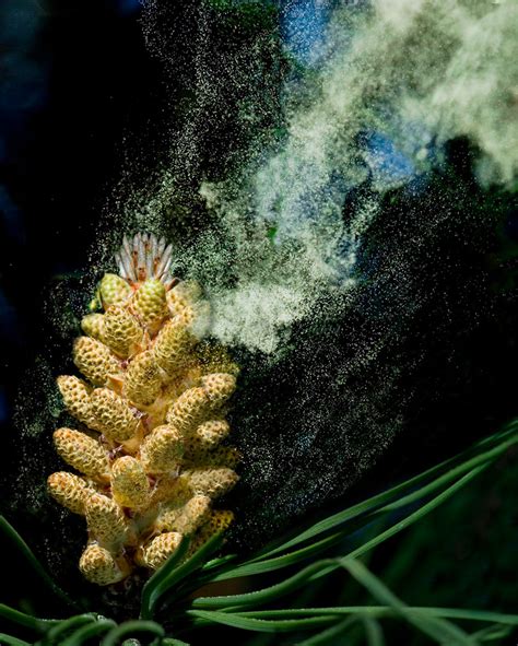 The Health Benefits Of Pine Pollen Superfood From The Trees