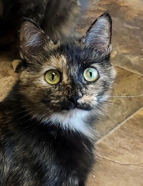 Tortoiseshell Cat For Adoption In Westminster Colorado Smoke In