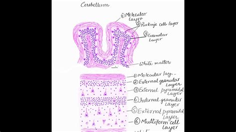 Learn To Make Cerebellum And Cerebrum Histology Diagrams Youtube