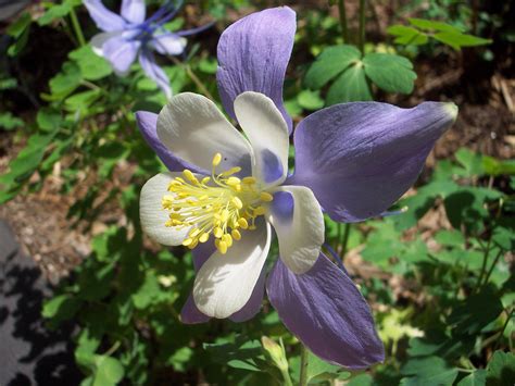 Viola Columbine A Beautiful And Versatile Flower Sc Garden Guru