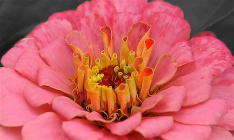 Free Images Nature Blossom Flower Petal Bloom Botany Pink