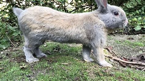 Rabbit Wagging Its Tail In A Cute Way Youtube