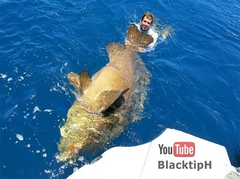 Giant Grouper Caught In Florida Fishing
