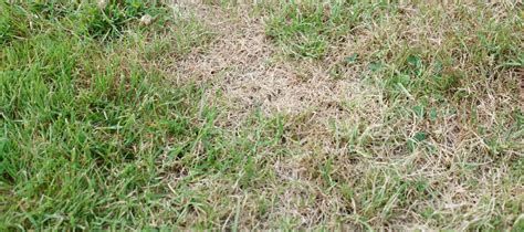 How To Treat Brown Spots In Lawn