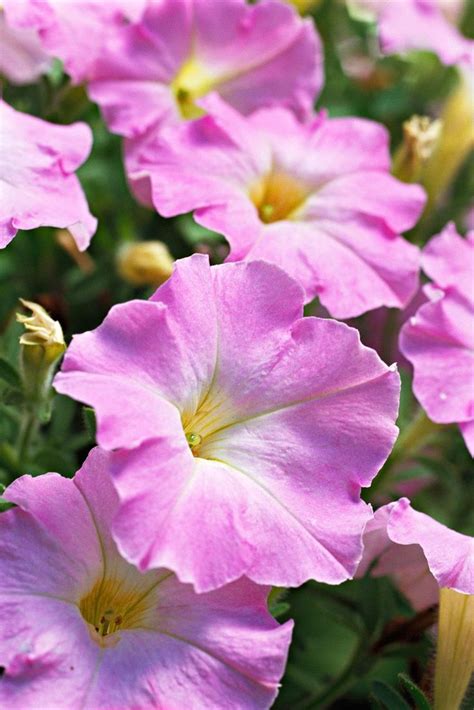 7 Fragrant Annuals To Fill Your Garden With Sweet Scents Pretty