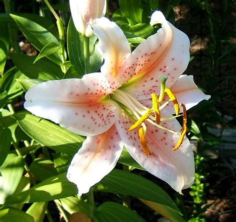 Oriental Lily Salmon Star In The Lilies Forum