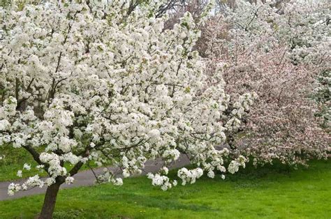 The Indian Magic Crabapple Tree Minneopa Orchards