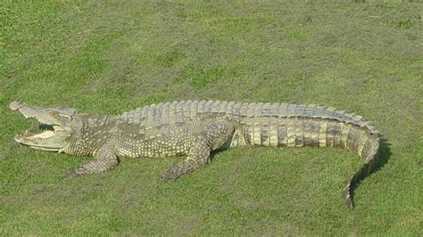 Dalam bahasa inggris, buaya ini disebut dengan saltwater crocodile, sedangkan panggilan lainnya dalam bahasa indonesia adalah. 10 Buaya Terbesar di Dunia yang Akan Membuatmu Ngeri ...