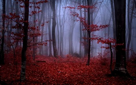 Forest Fog Autumn Trees Branches Leaves Maroon Red Nature