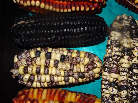 Zea Mays Maize Varieties From Peru Examples Of Maize Culti Flickr