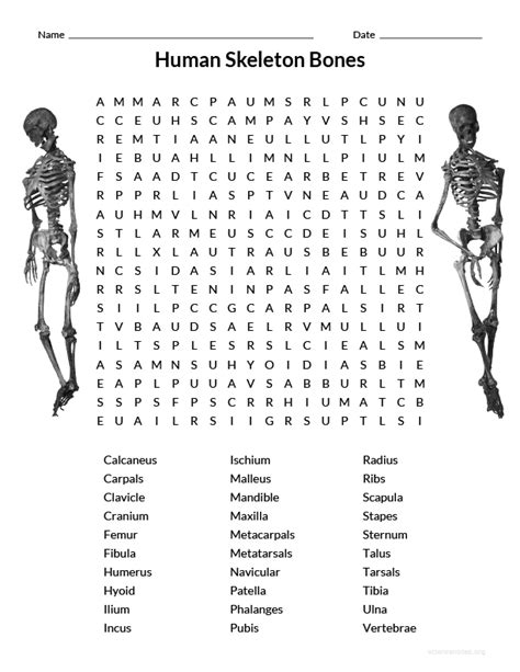 Human Skeleton Bones Wordsearch Fun Science Wordsearches In 2023