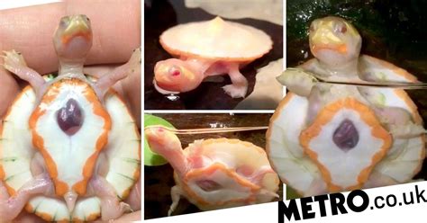 Albino Turtle Born With Condition So Rare It Has No Name Metro News