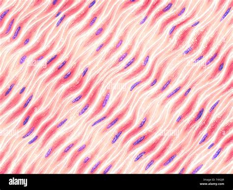 Células Musculares Fotografías E Imágenes De Alta Resolución Alamy