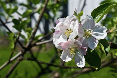 Fruit Tree Blossoms Photograph By Douglas Barnett Pixels