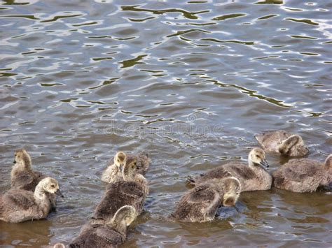 Baby Birds And Sunlight Play On Water Stock Photo Image Of Cares