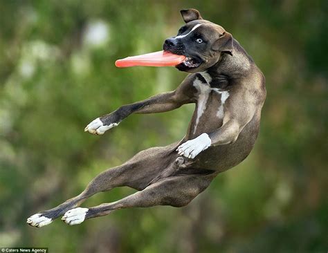 Claudo Piccoli Photographs Canines Catching Frisbees At