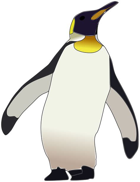 Download High Quality Penguin Clipart Realistic Trans