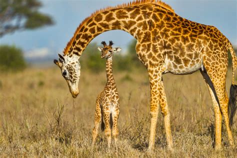 How Long Do Giraffes Live Discover The Giraffe Lifespan With Photos