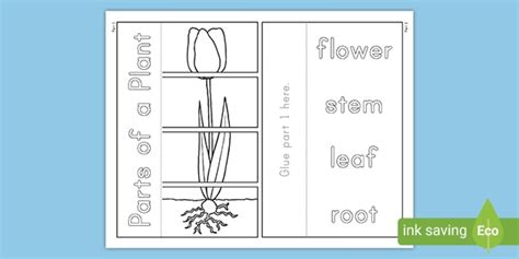 Parts Of A Plant Worksheet Science Resources Twinkl