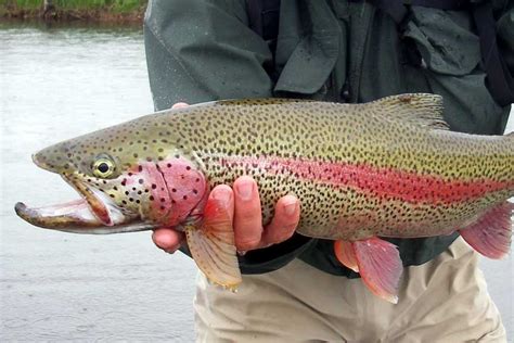 Seven Species Series Rainbow Trout