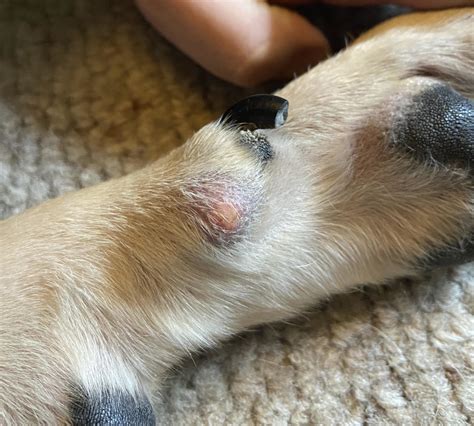 Whats This Lump On My Dogs Paw Pethelpful