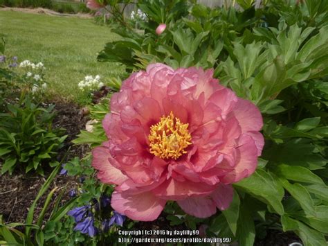Photo Of The Bloom Of Intersectional Peony Paeonia Kopper Kettle
