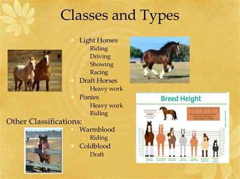 Breeds Types And Classes Of Horses