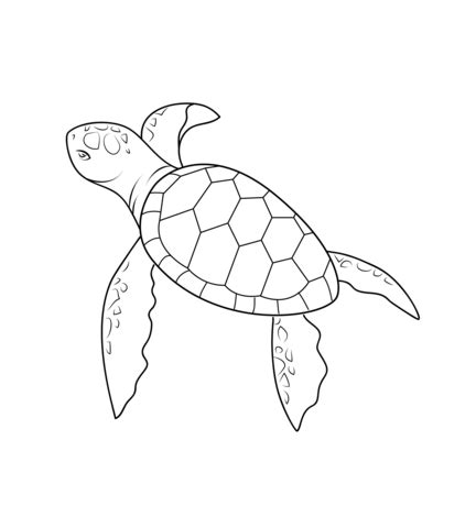 700x500 baby sea turtle coloring pages drawn cartoon cute pictures 600x768 baby sea turtle play between seaweed free coloring sheet Kolorowanka Żółwik | Kolorowanki dla dzieci do druku