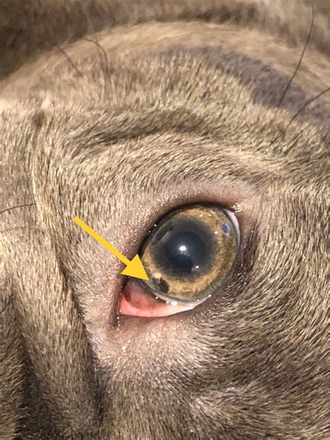 My Puppy Has Either A Black Spot Or Gap Within His Iris What Is It