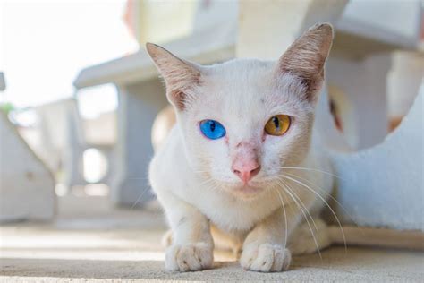 In the most simplified versions of these charts, brown eyes are eye color percentages vary according to which population is studied. 7 Cool Facts About Cat Eye Colors - Catster